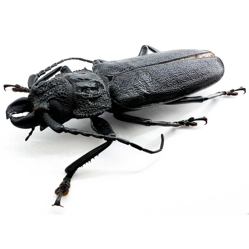 Physopleurus longiscapus male 65mm