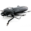 Physopleurus longiscapus male 65mm