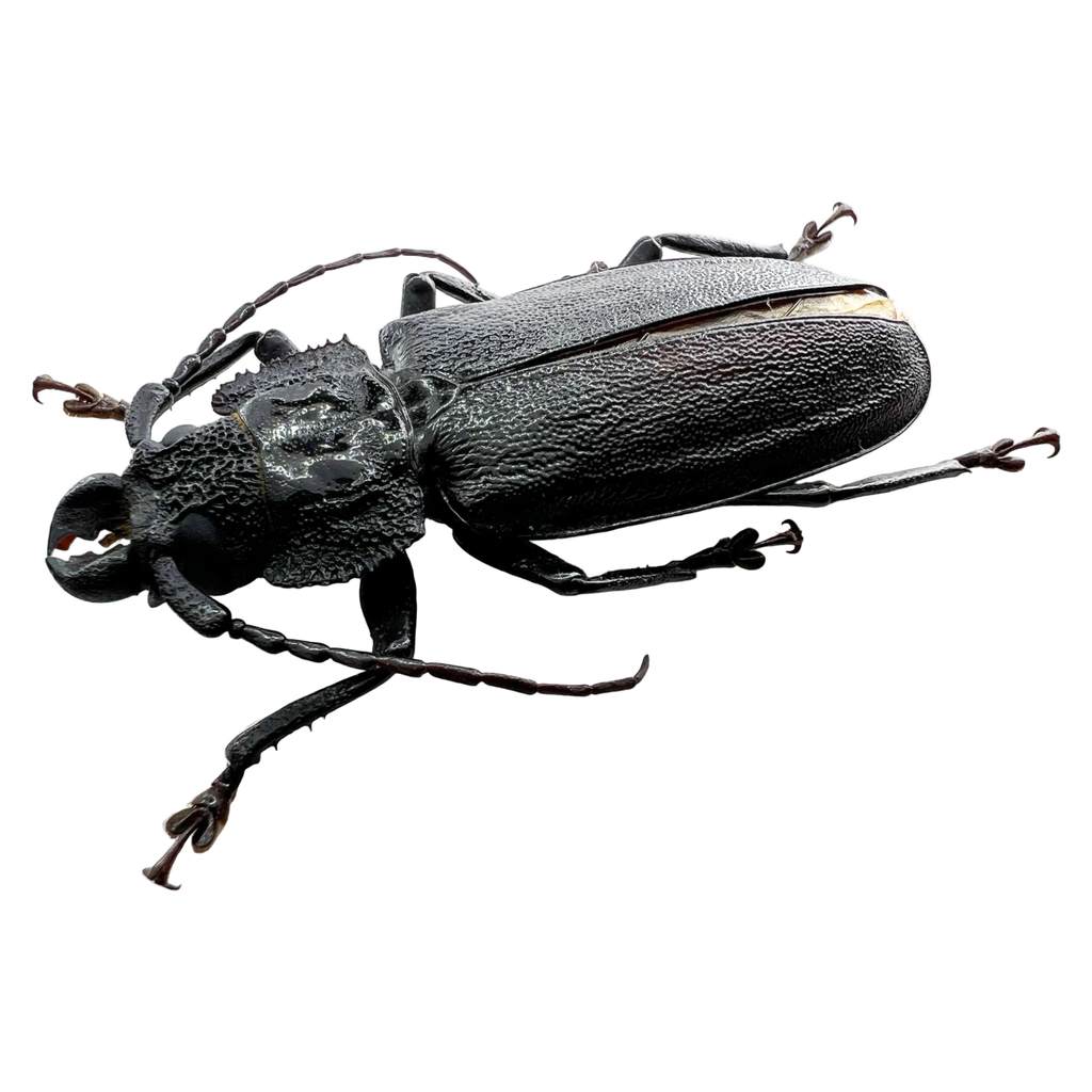 Physopleurus longiscapus male 57mm