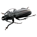 Physopleurus longiscapus male 57mm
