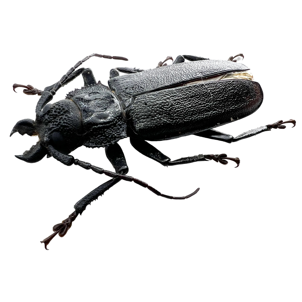 Physopleurus longiscapus male 50mm