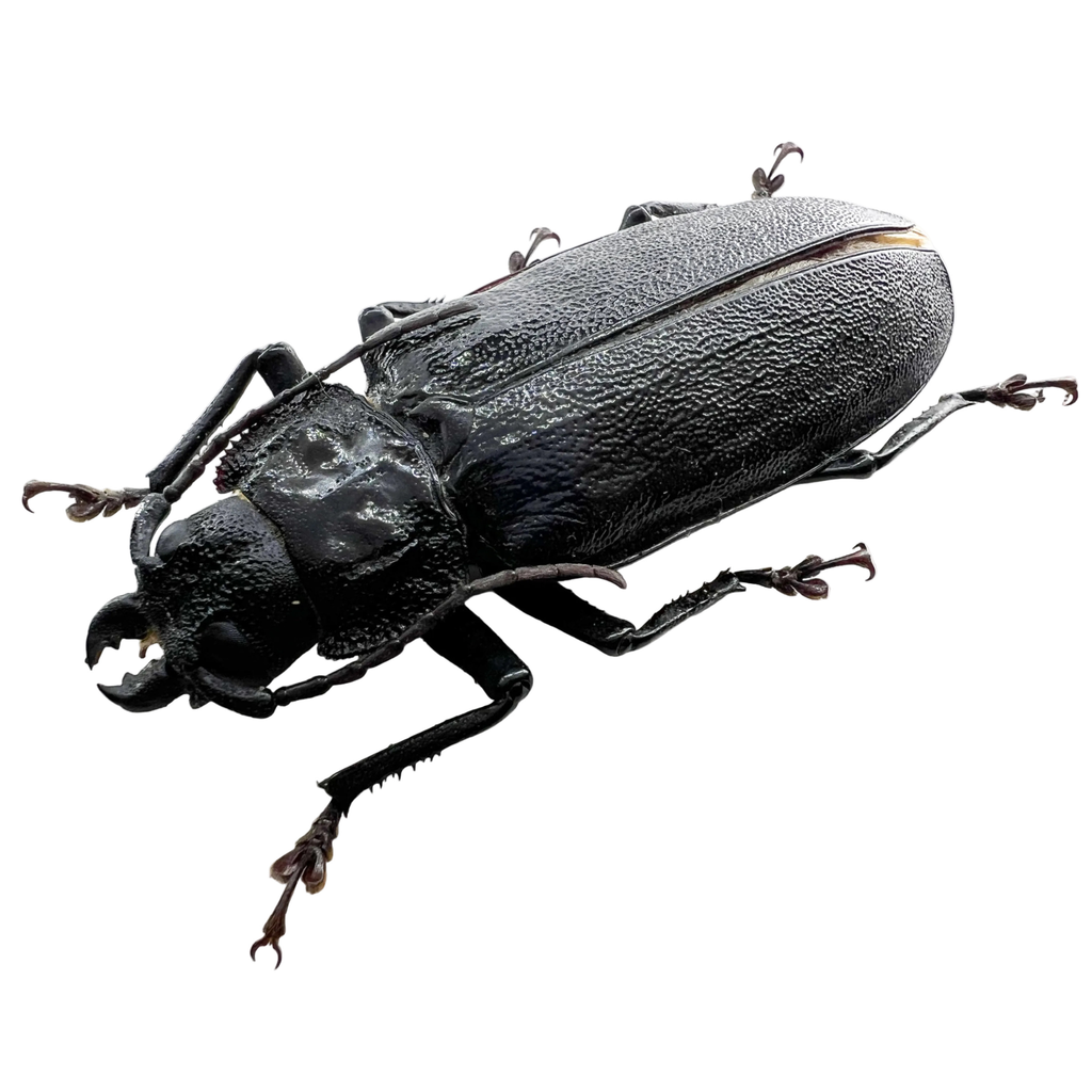 Physopleurus longiscapus female 76mm