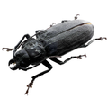 Physopleurus longiscapus female 76mm