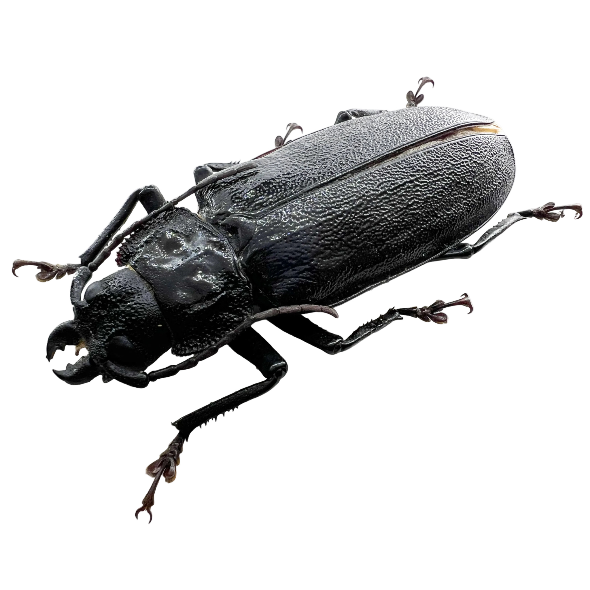 Physopleurus longiscapus female 76mm