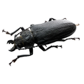 Physopleurus rugosus female 67mm