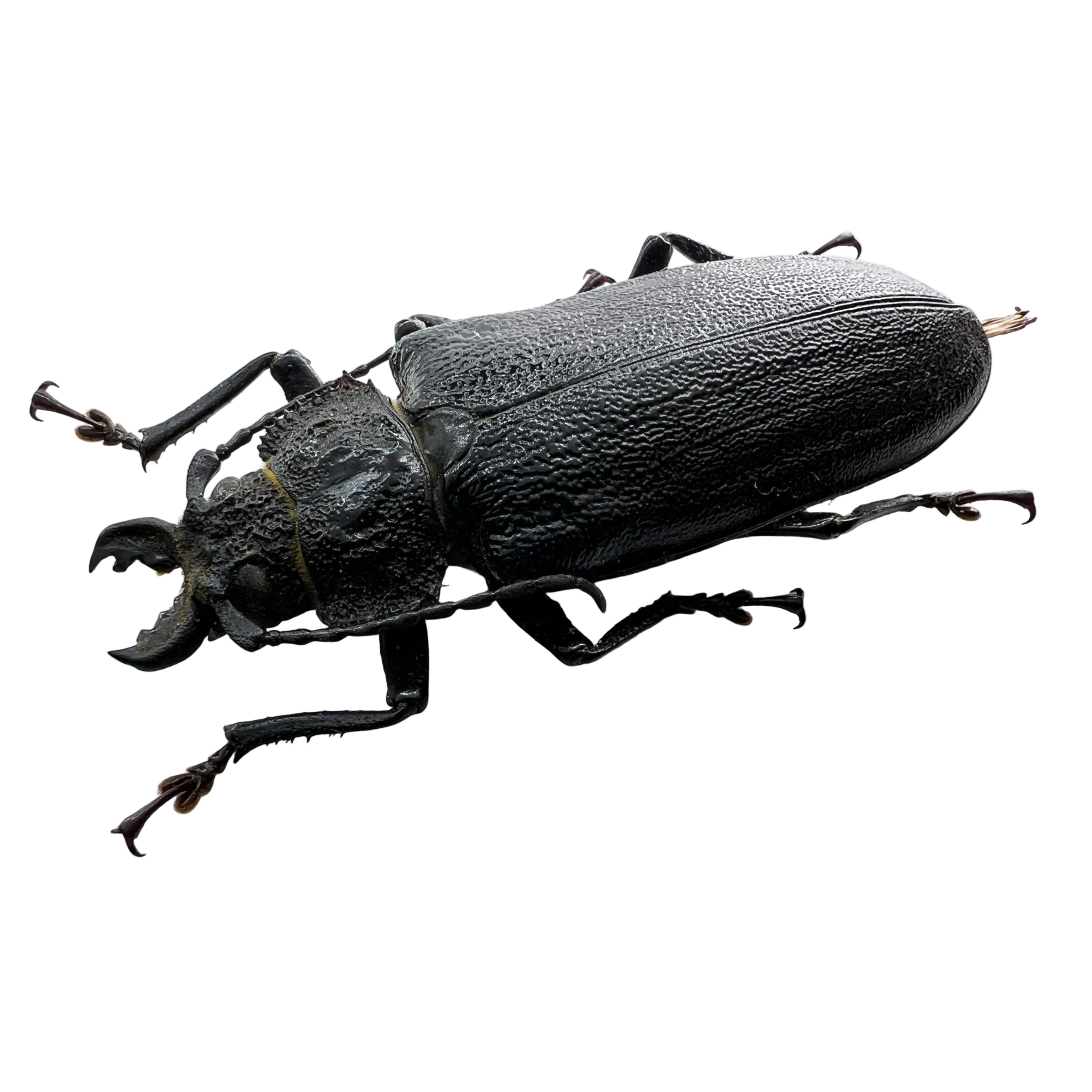 Physopleurus rugosus female 67mm