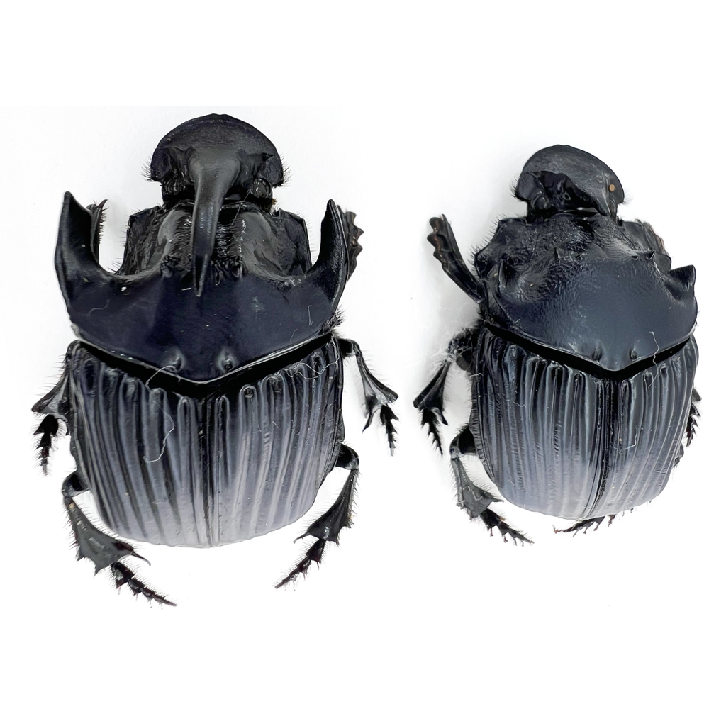 Sulcophanaeus faunus male 41mm/ female 40mm