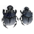 Sulcophanaeus faunus male 41mm/ female 40mm