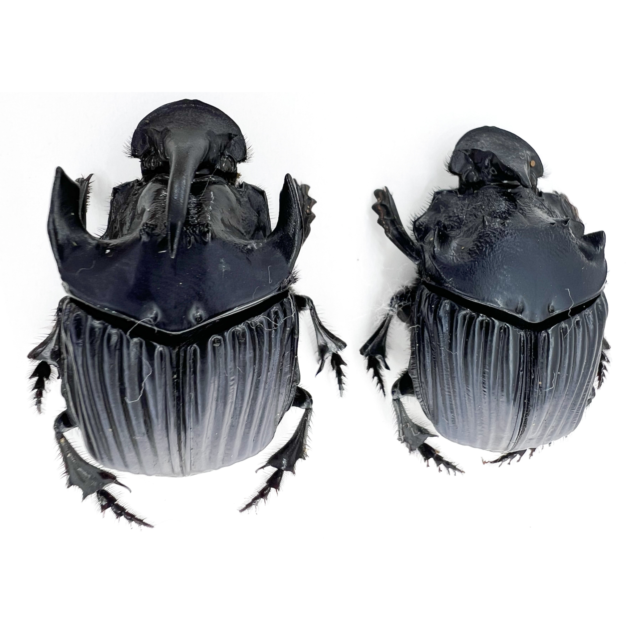 Sulcophanaeus faunus male 41mm/ female 40mm