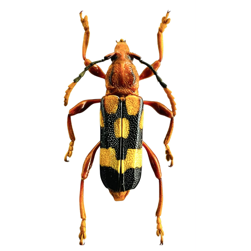 Rhinotragus lucasii