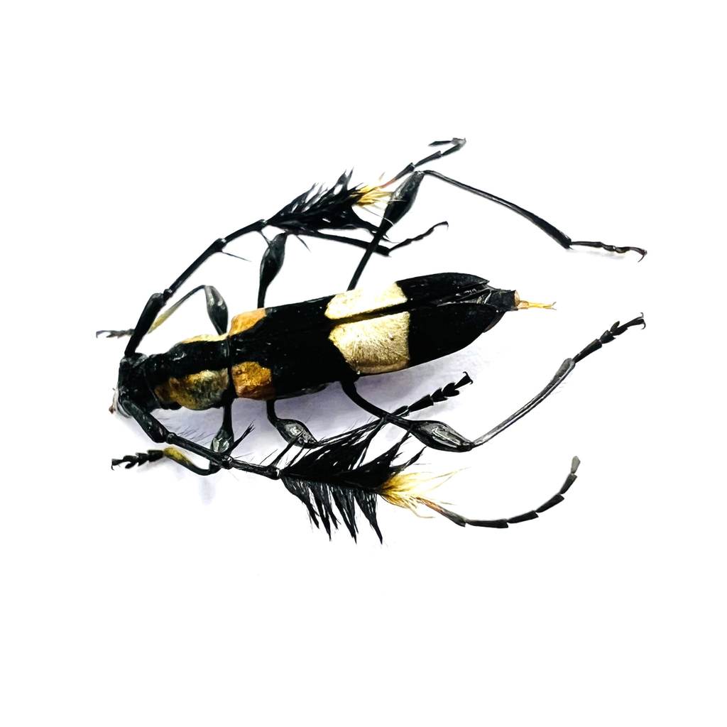Cosmisoma ammiralis