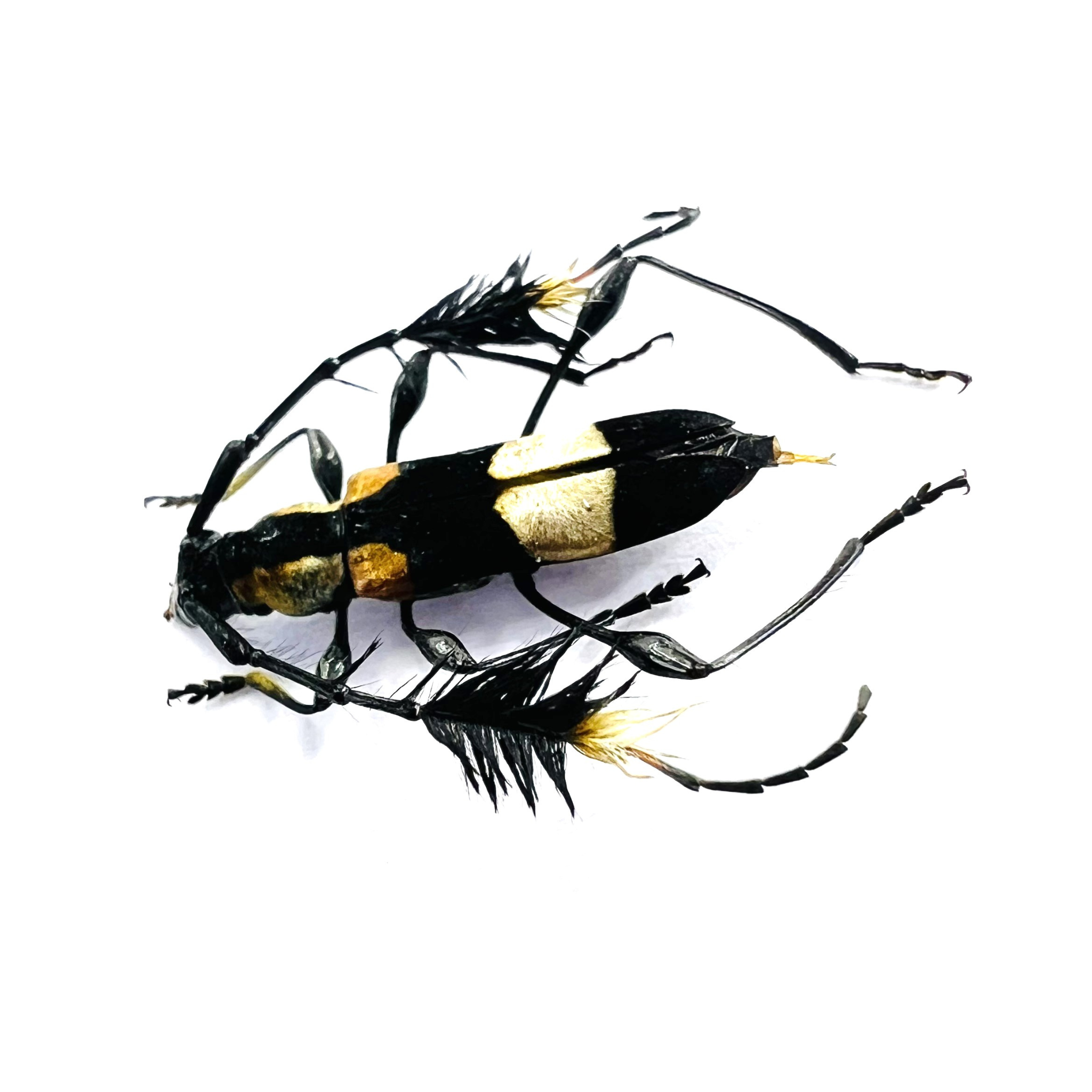 Cosmisoma ammiralis