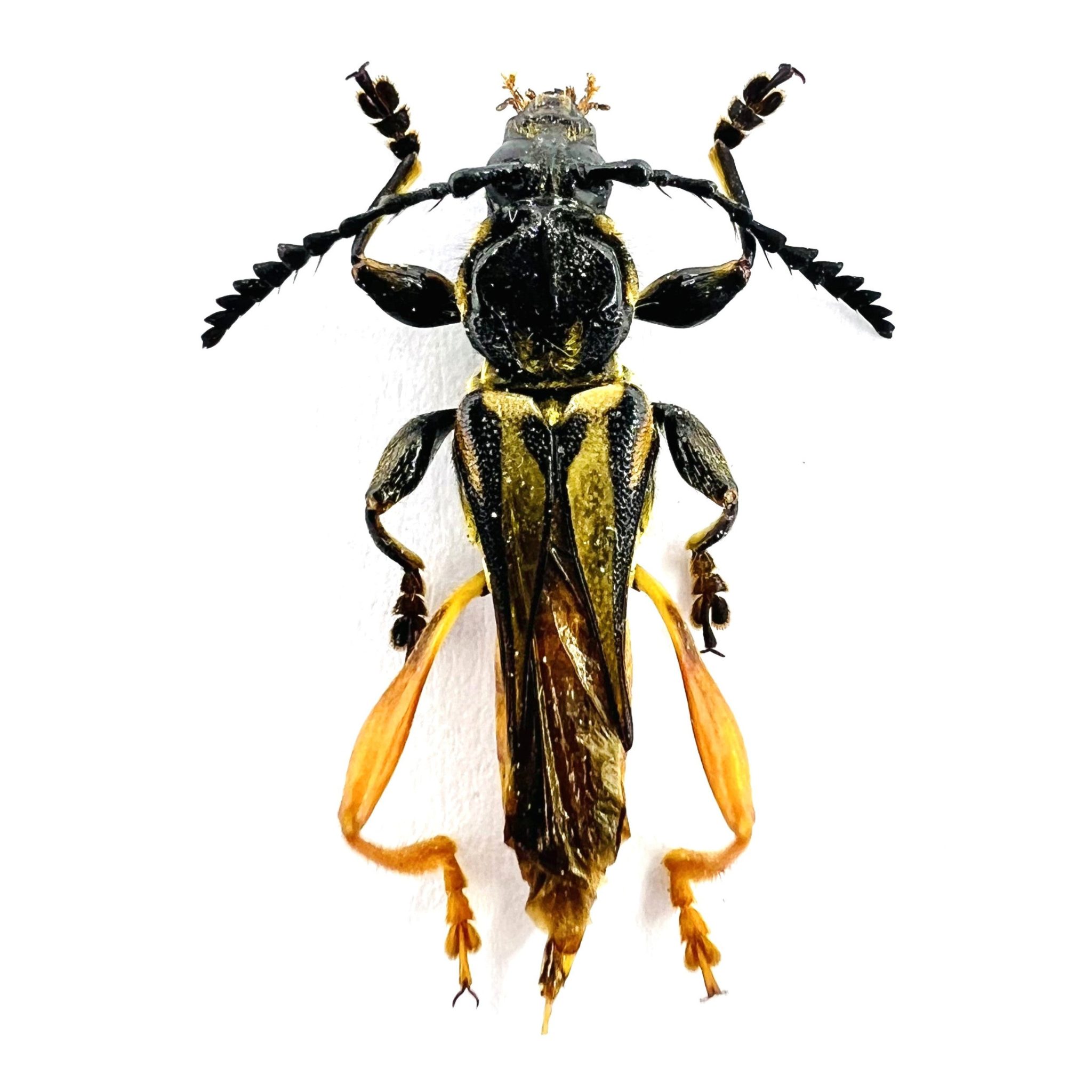 Acyphoderes abdominalis