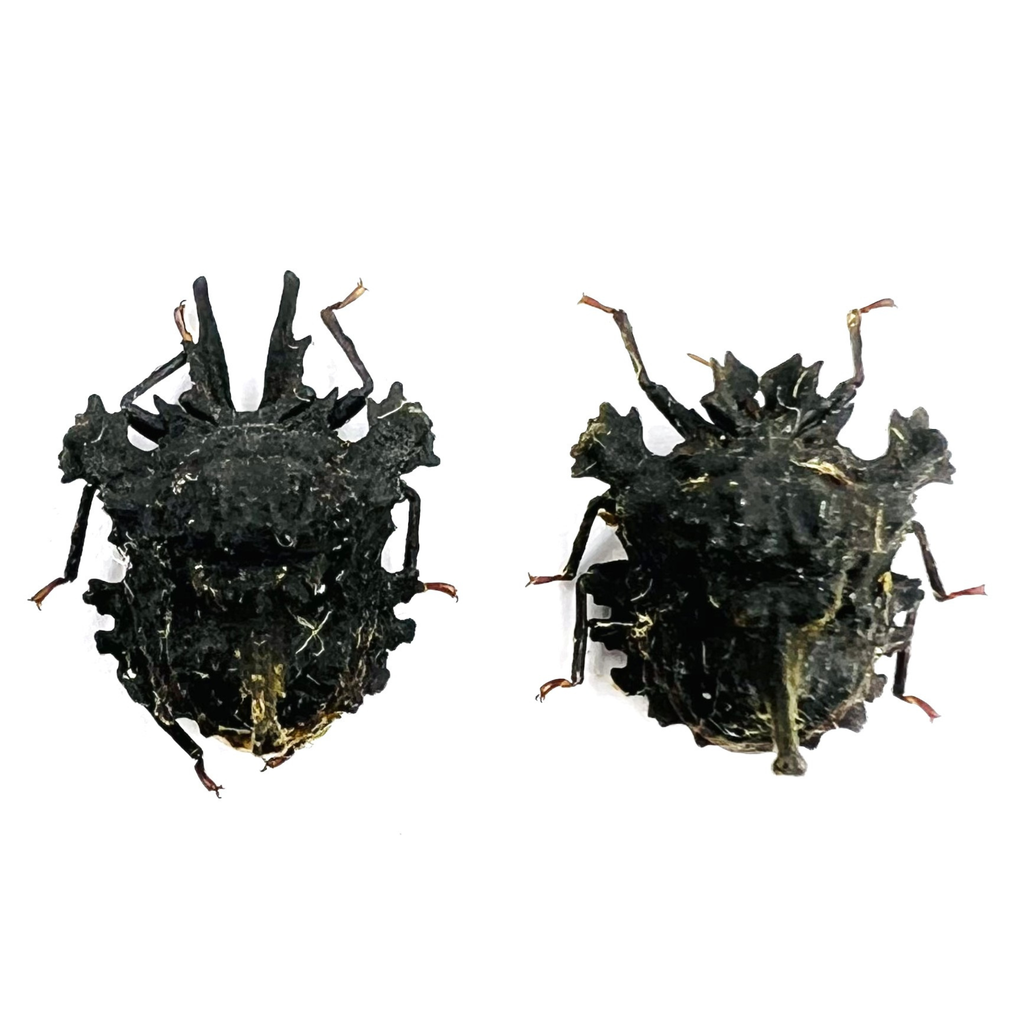 Ceratozygum horridum black form