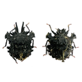 Ceratozygum horridum black form