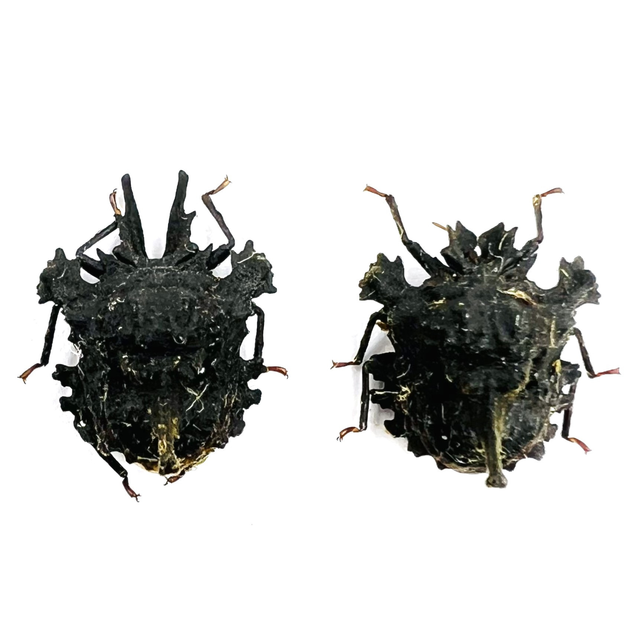 Ceratozygum horridum black form