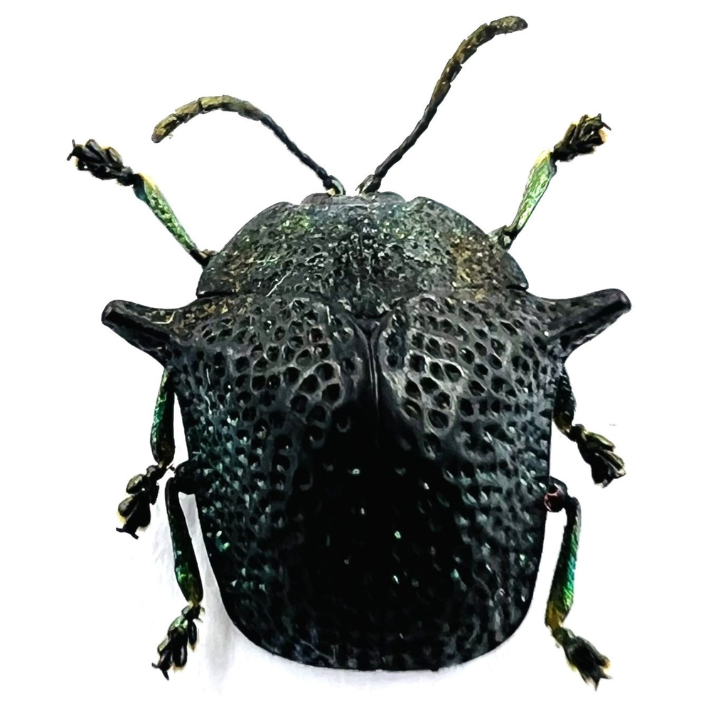 Omocerus kaboureki black form