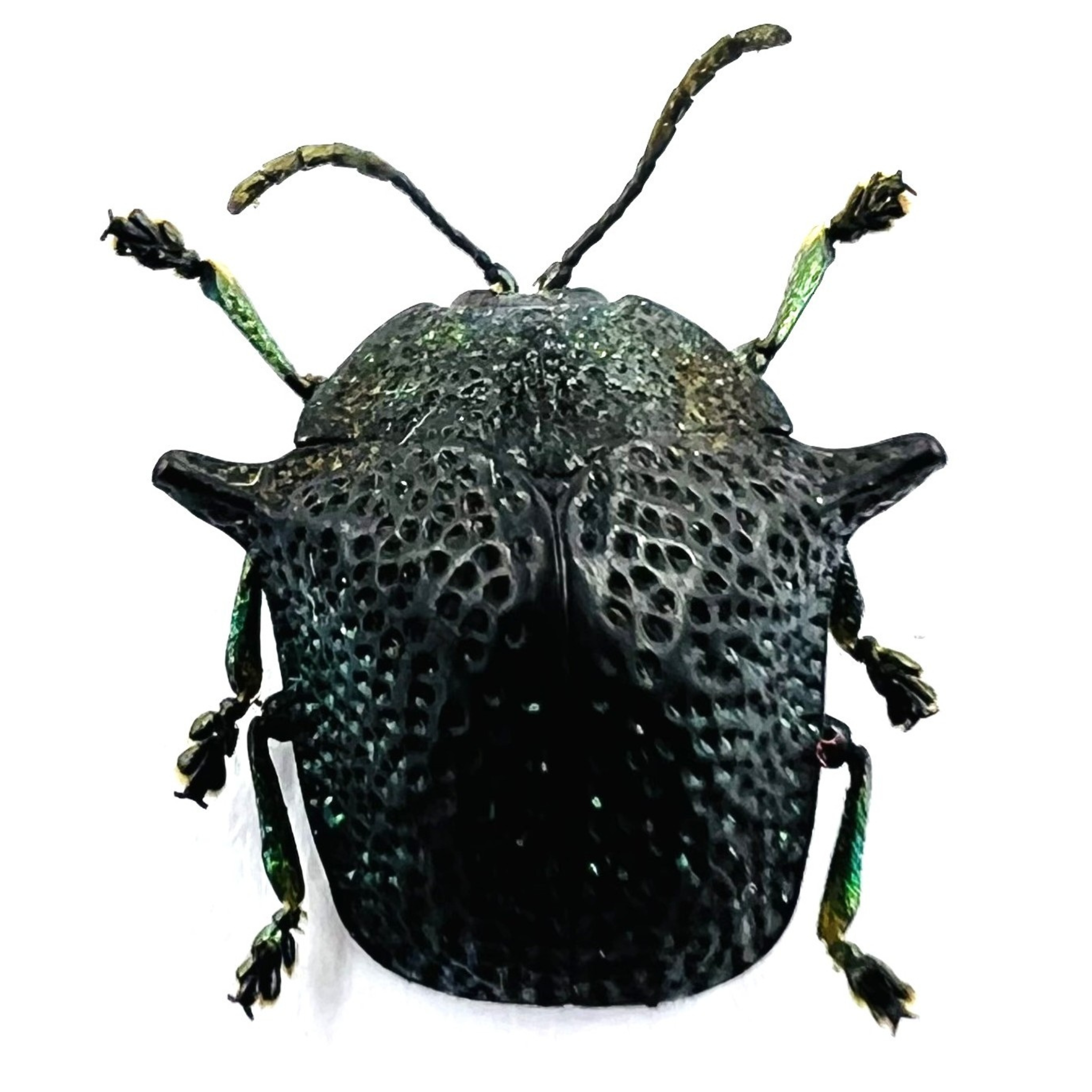 Omocerus kaboureki black form