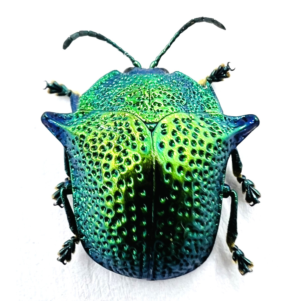 Omocerus kaboureki