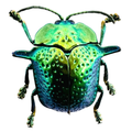 Omocerus bicornis