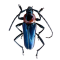 Galissus cyaneipennis