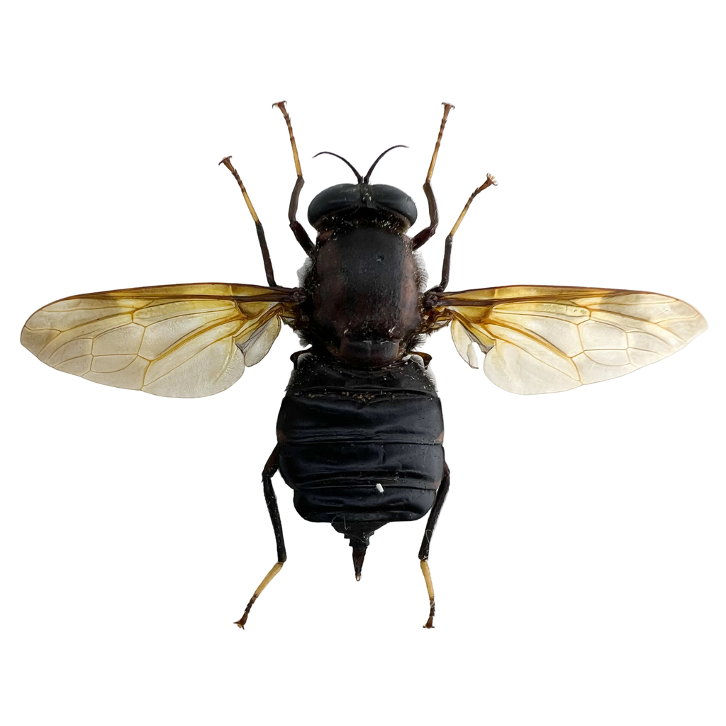 Horse-fly black body 72mm BIG!