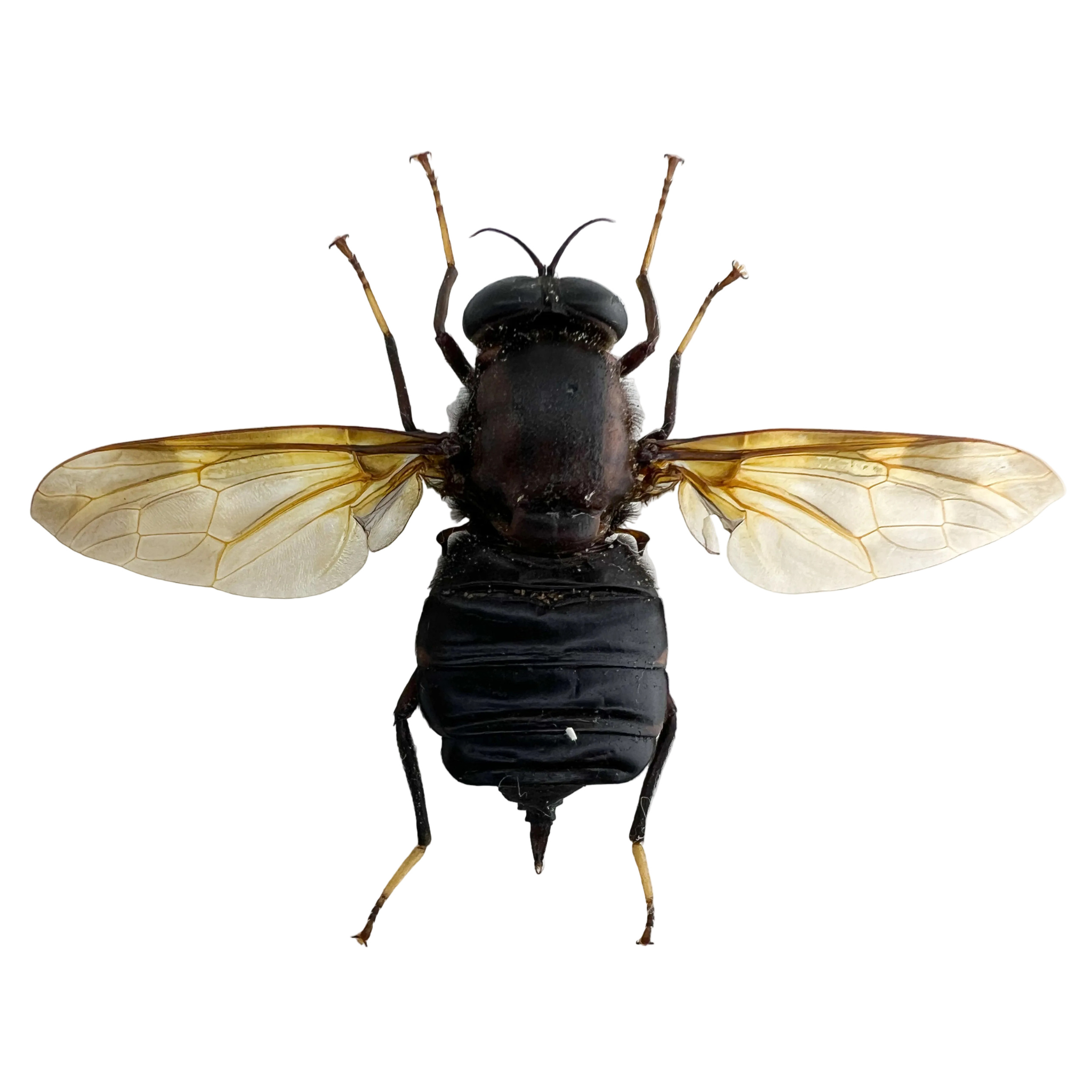 Horse-fly black body 72mm BIG!
