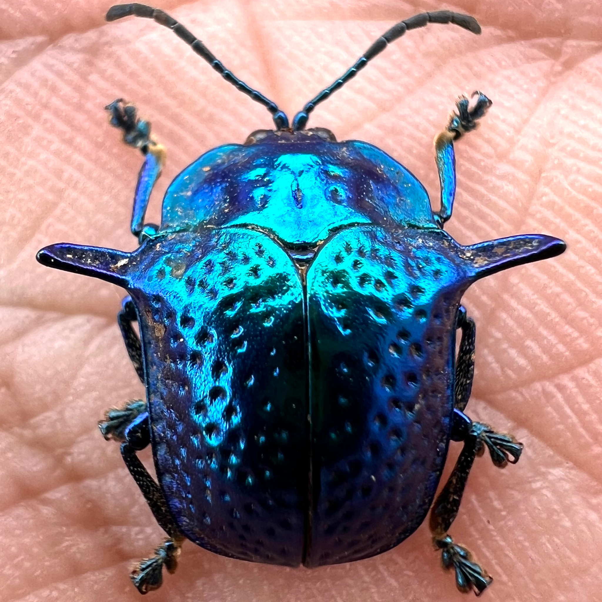 Omocerus Bicornis blue form