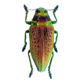 Psiloptera bicarinata 40mm