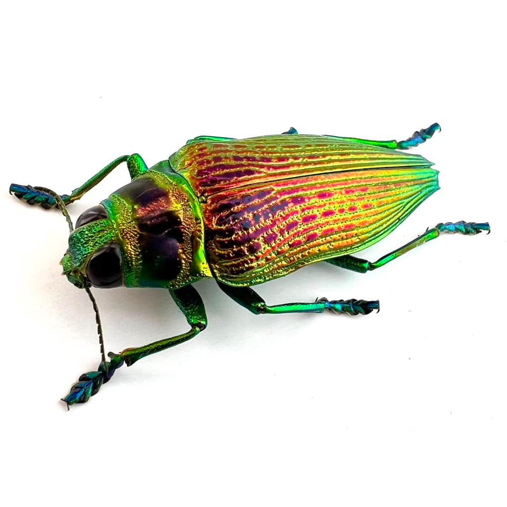 Psiloptera bicarinata 40mm
