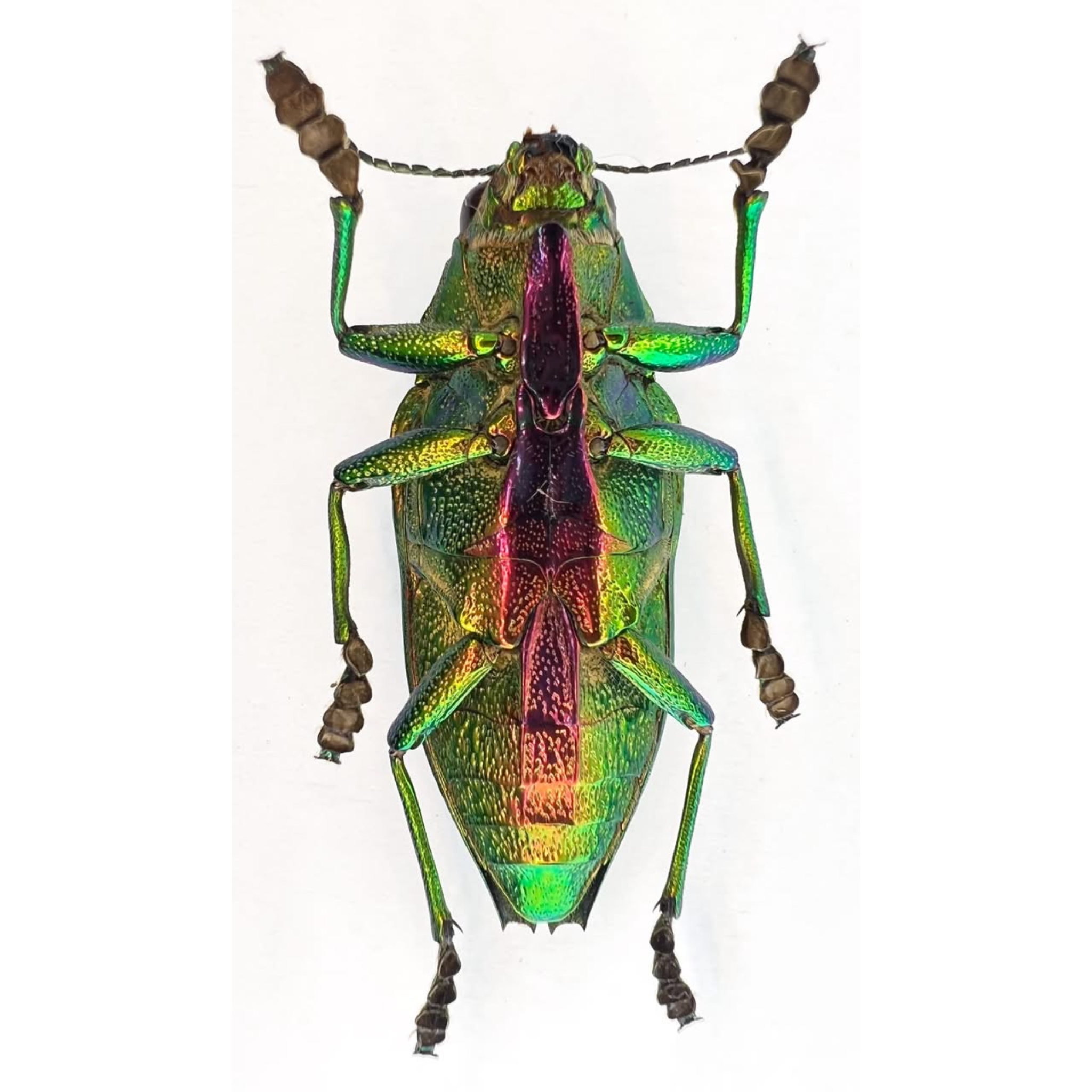 Psiloptera bicarinata 40mm
