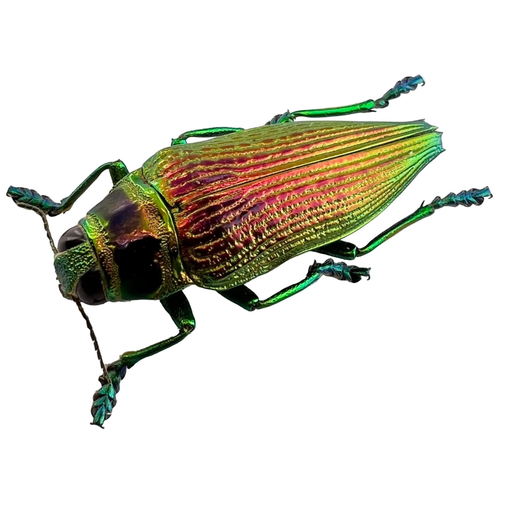 Psiloptera bicarinata 36mm
