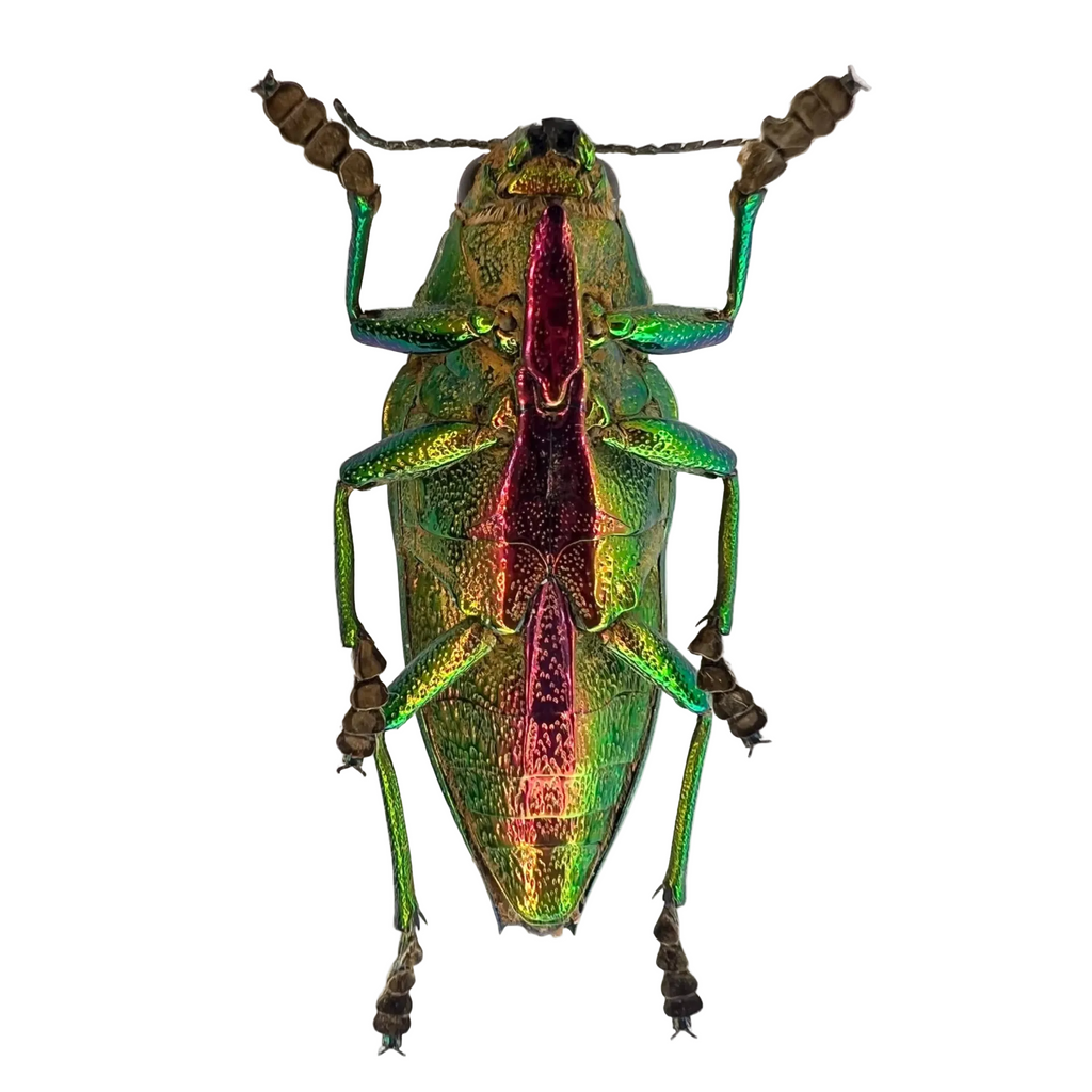 Psiloptera bicarinata 36mm