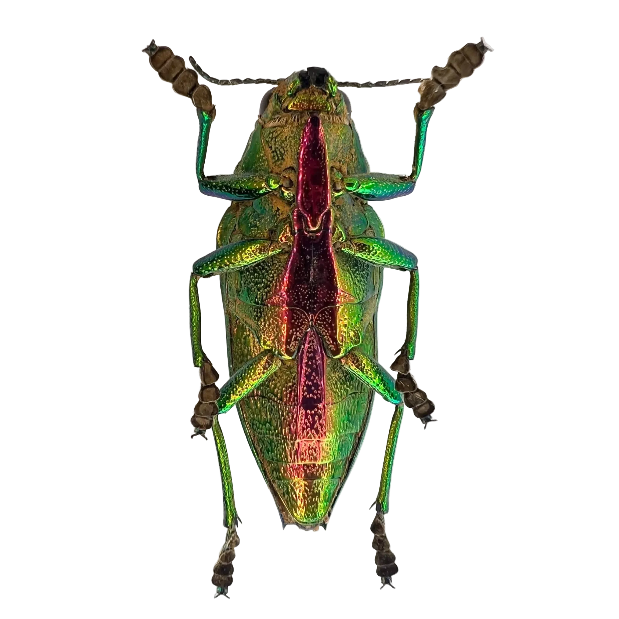 Psiloptera bicarinata 36mm