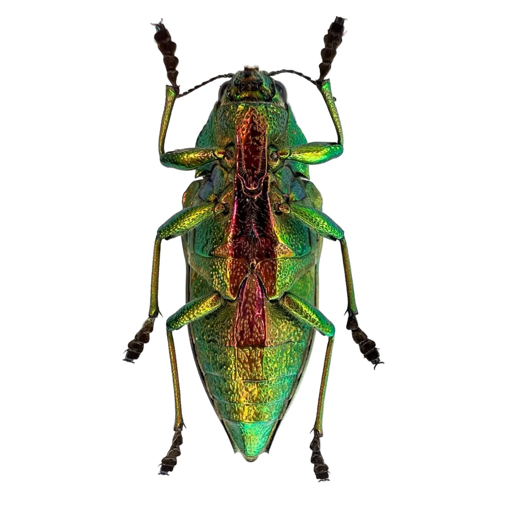 Psiloptera bicarinata 36mm