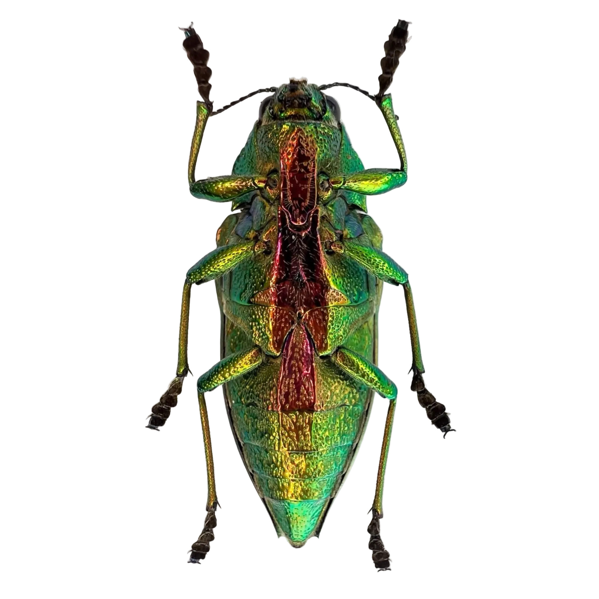 Psiloptera bicarinata 36mm