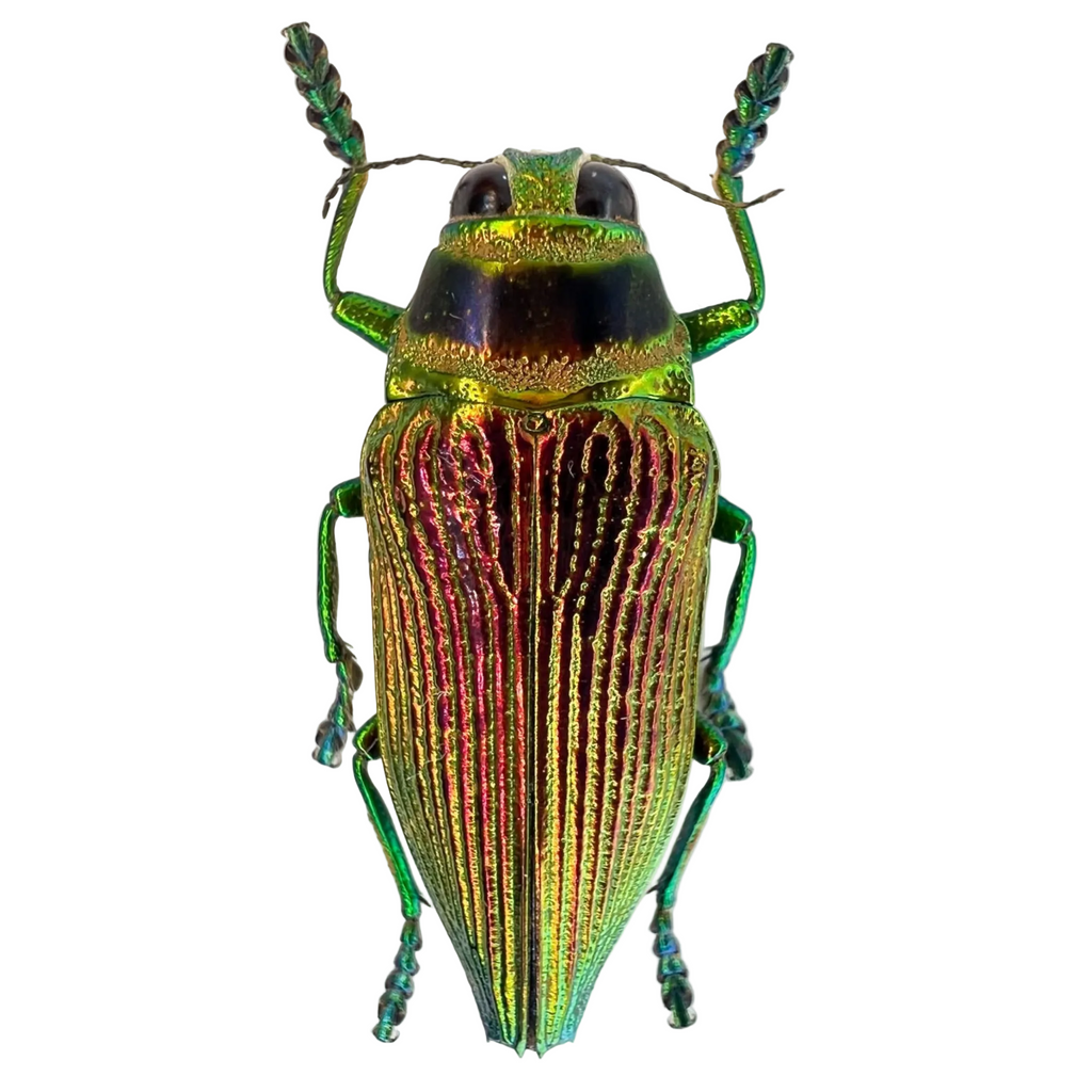 Psiloptera bicarinata 32mm