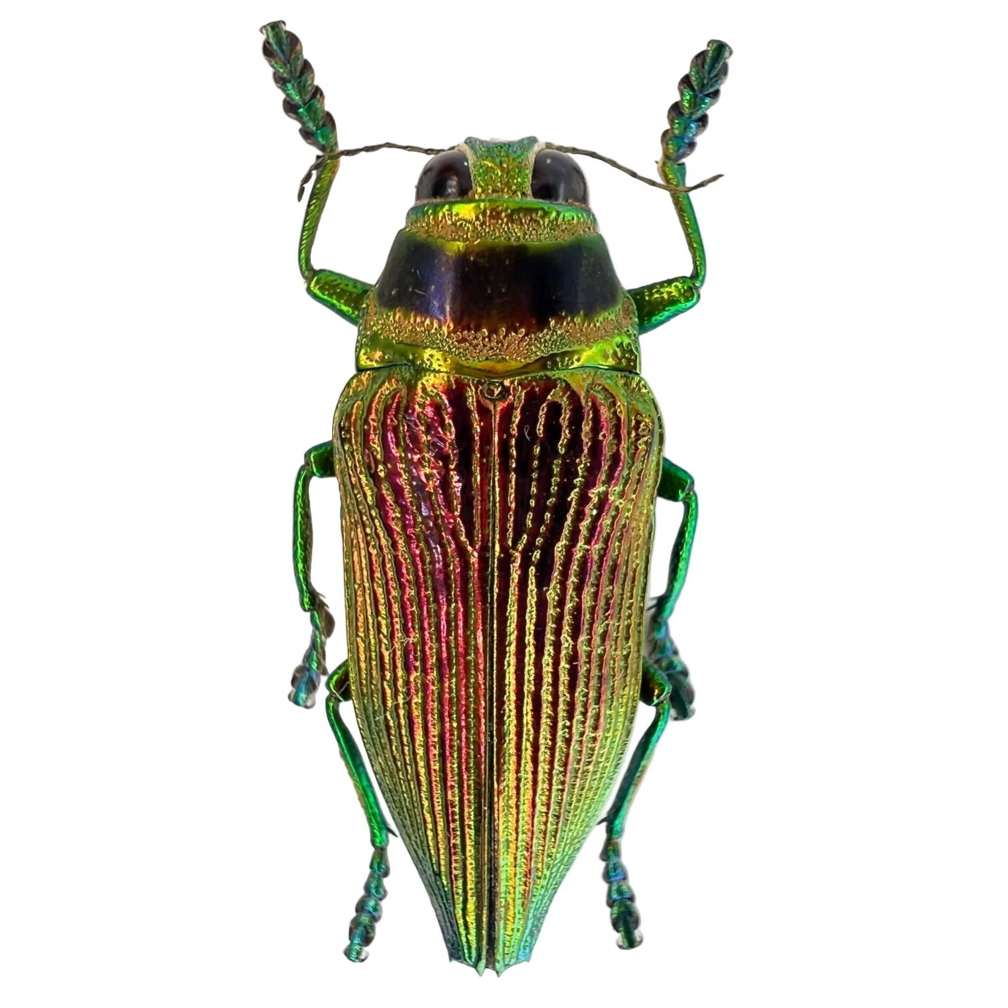 Psiloptera bicarinata 32mm