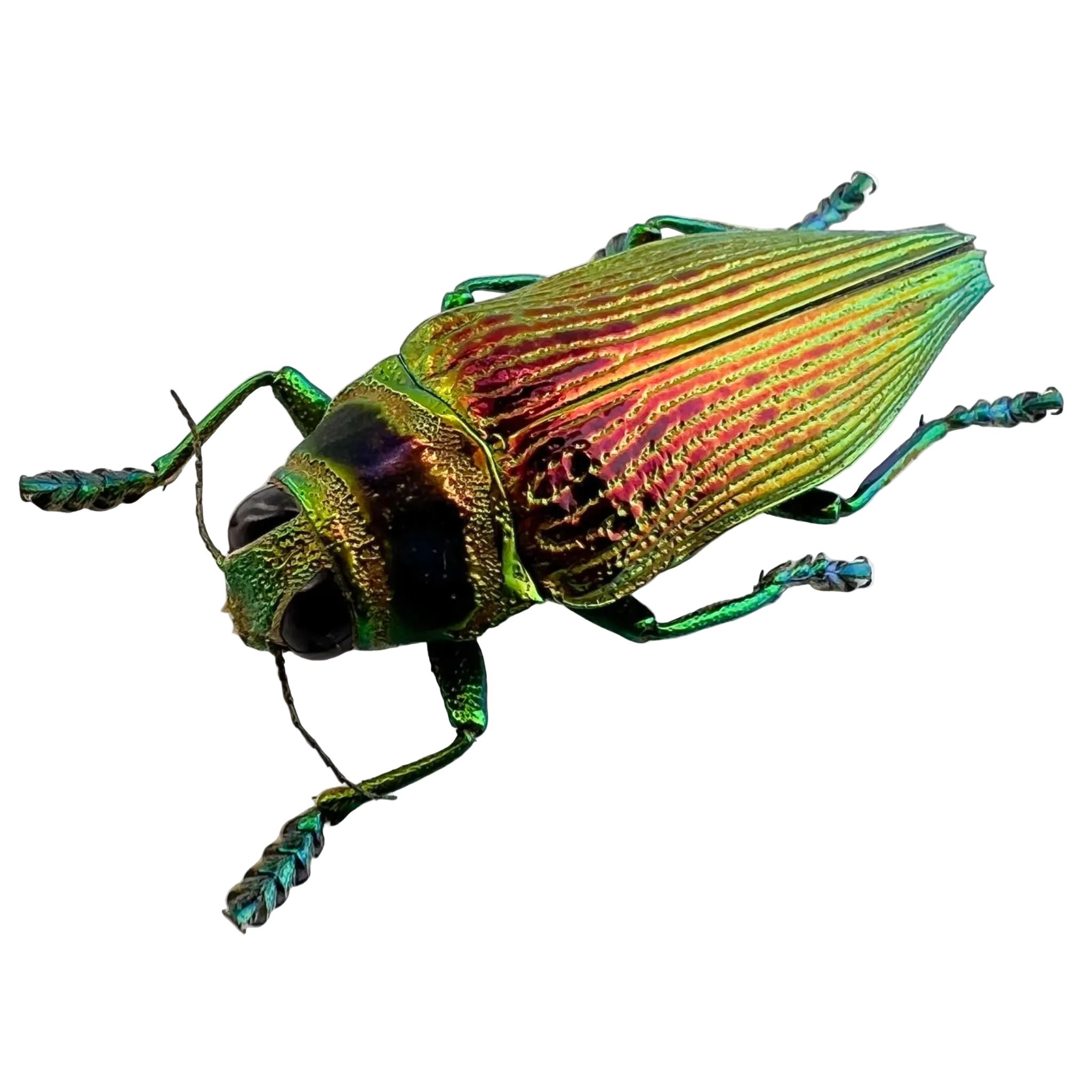 Psiloptera bicarinata 32mm