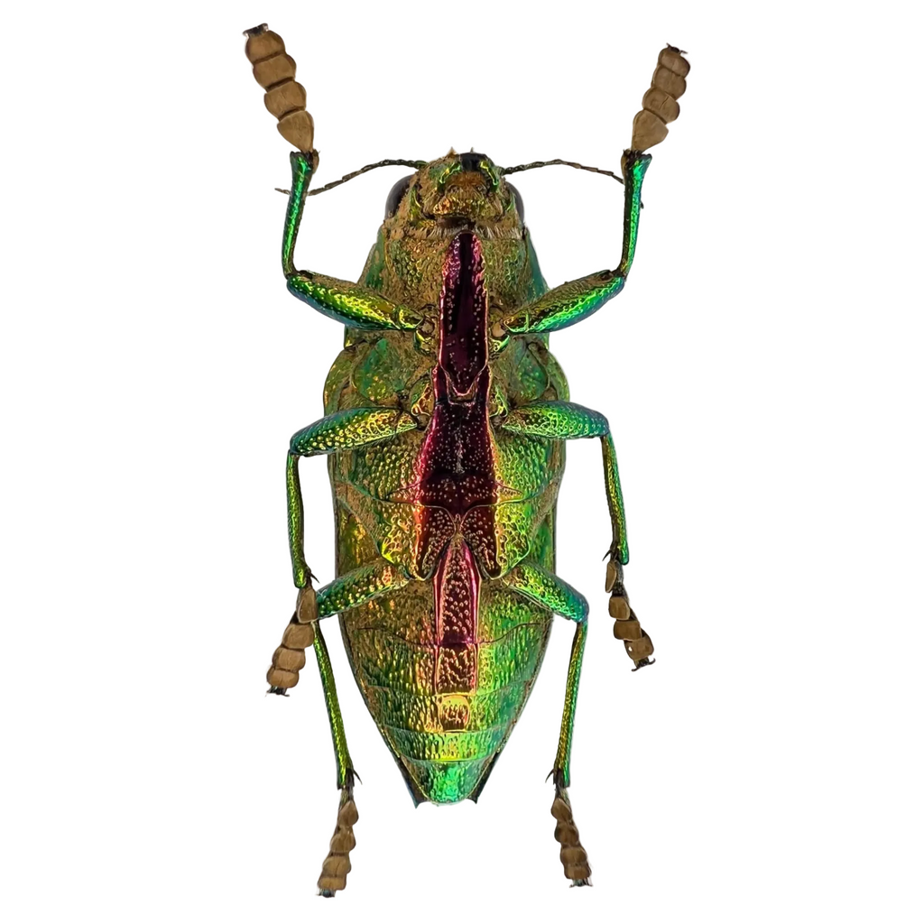 Psiloptera bicarinata 32mm