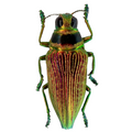 Psiloptera bicarinata 33mm