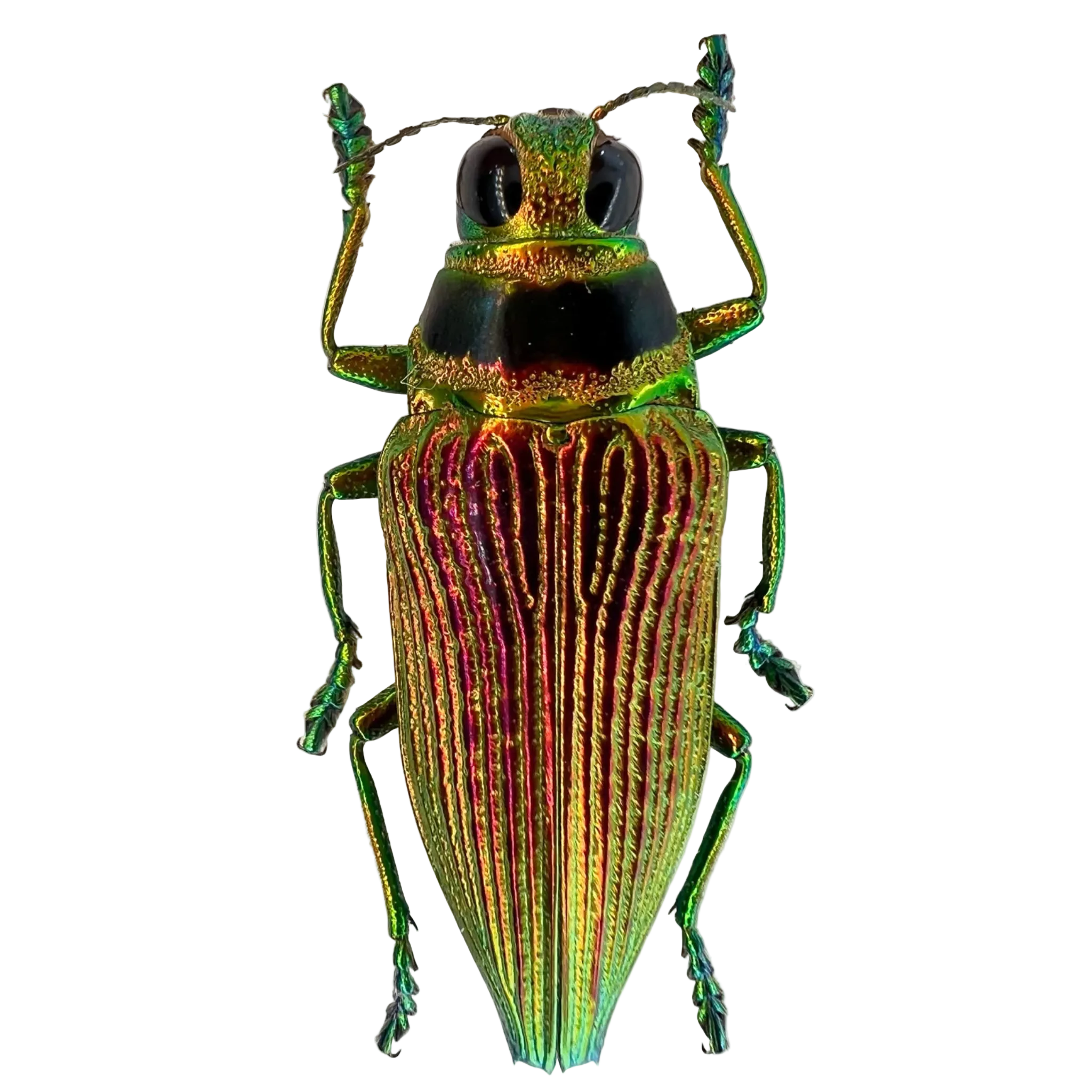Psiloptera bicarinata 33mm