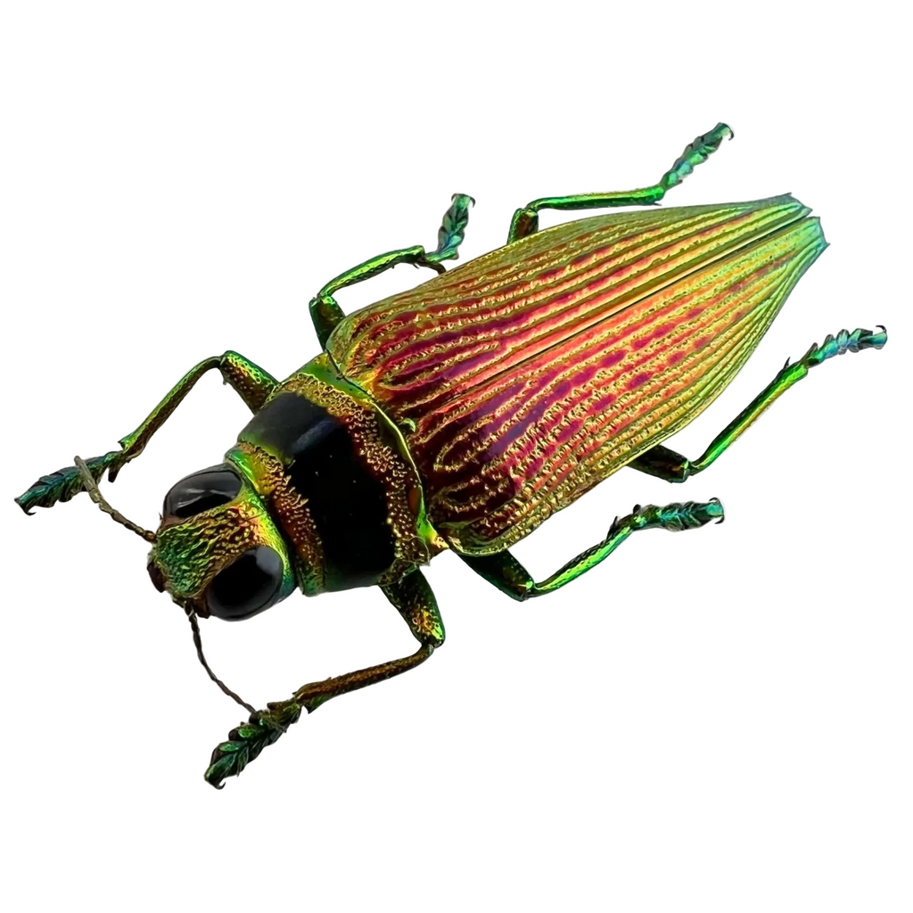 Psiloptera bicarinata 33mm