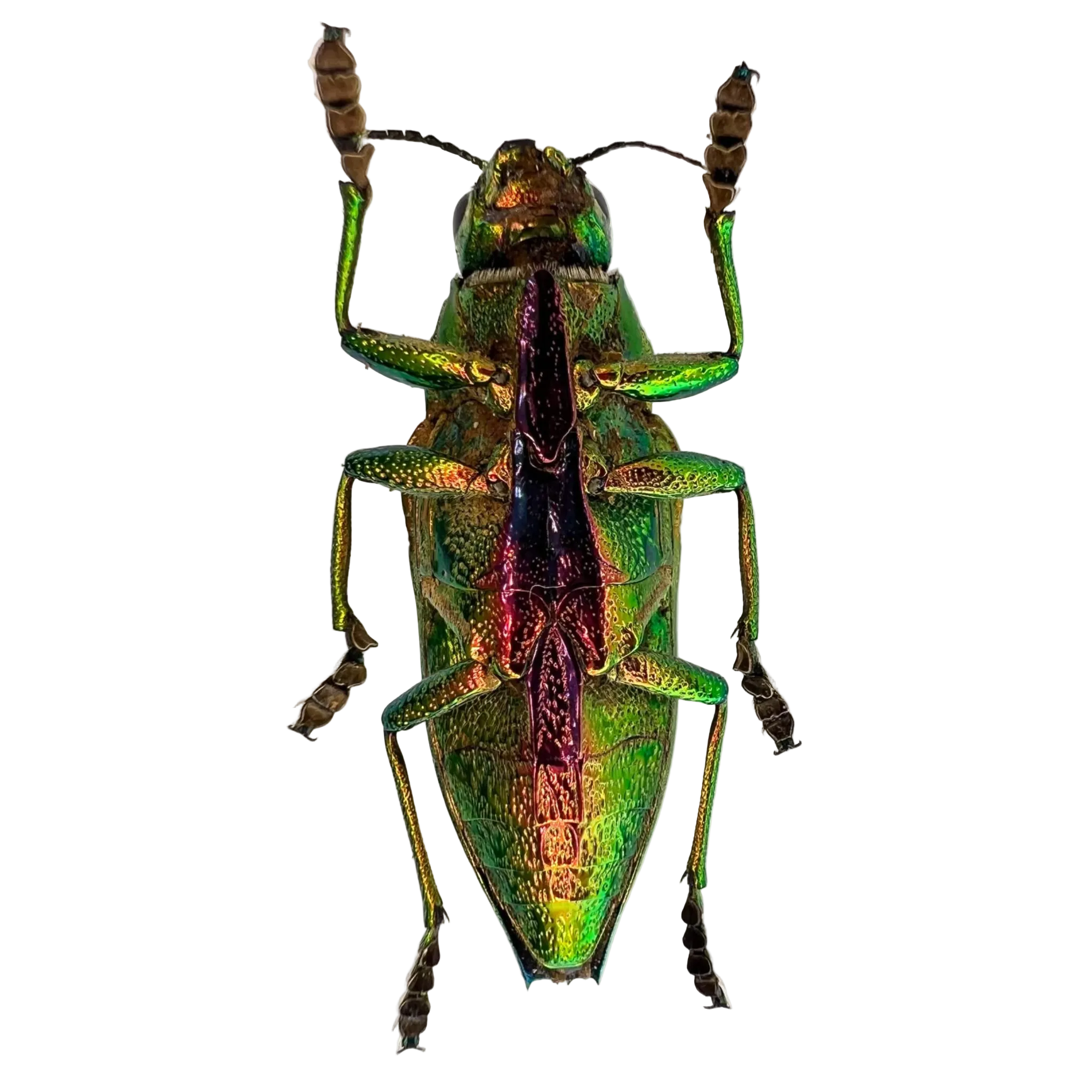 Psiloptera bicarinata 33mm