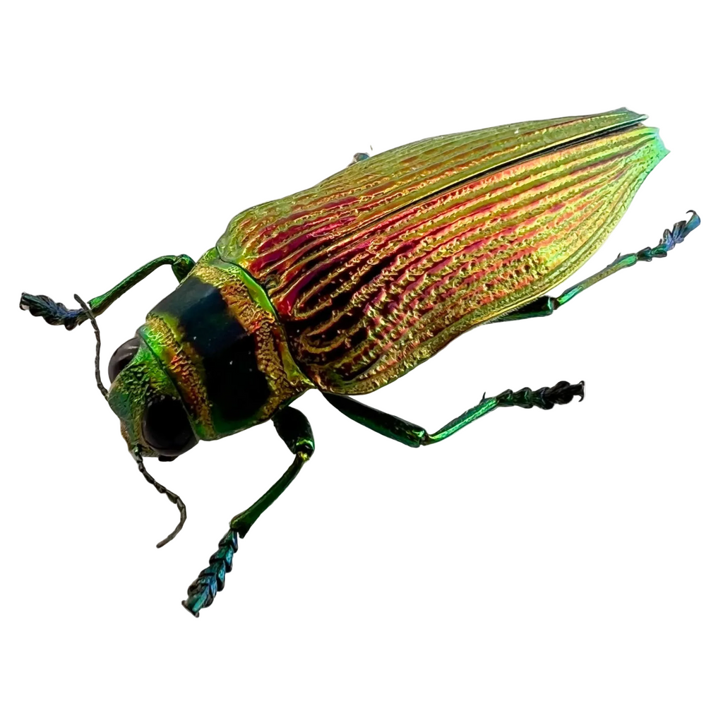 Psiloptera bicarinata 31mm
