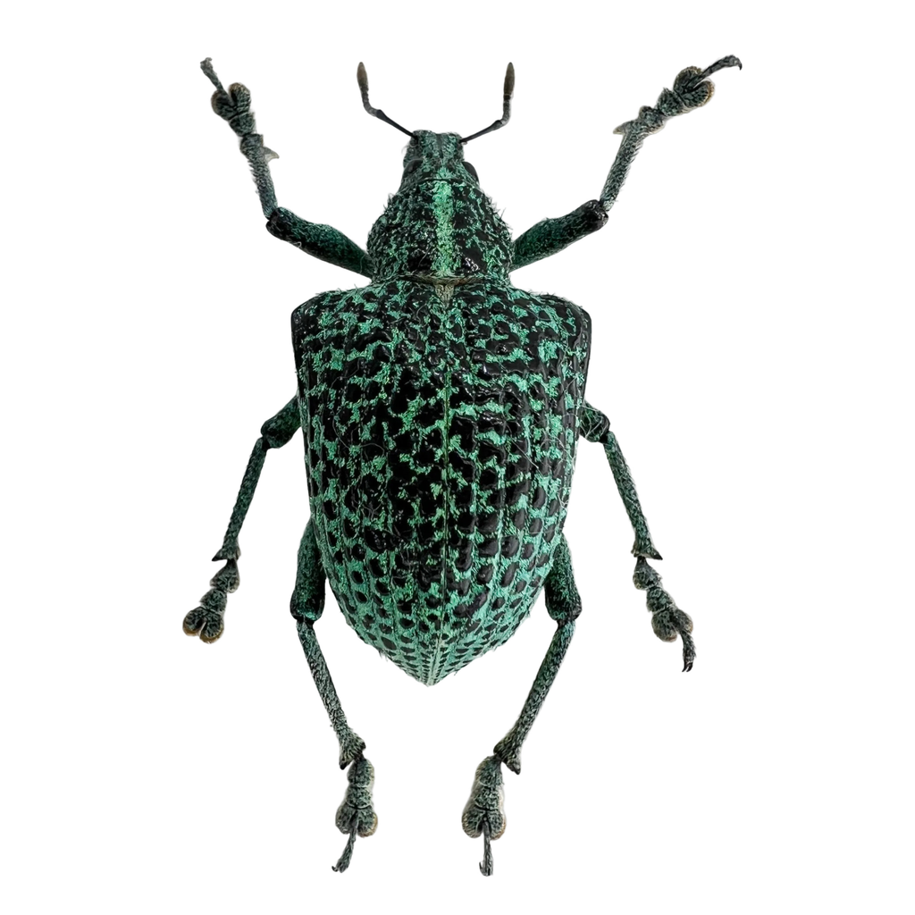 Entimus granulatus