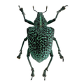 Entimus granulatus