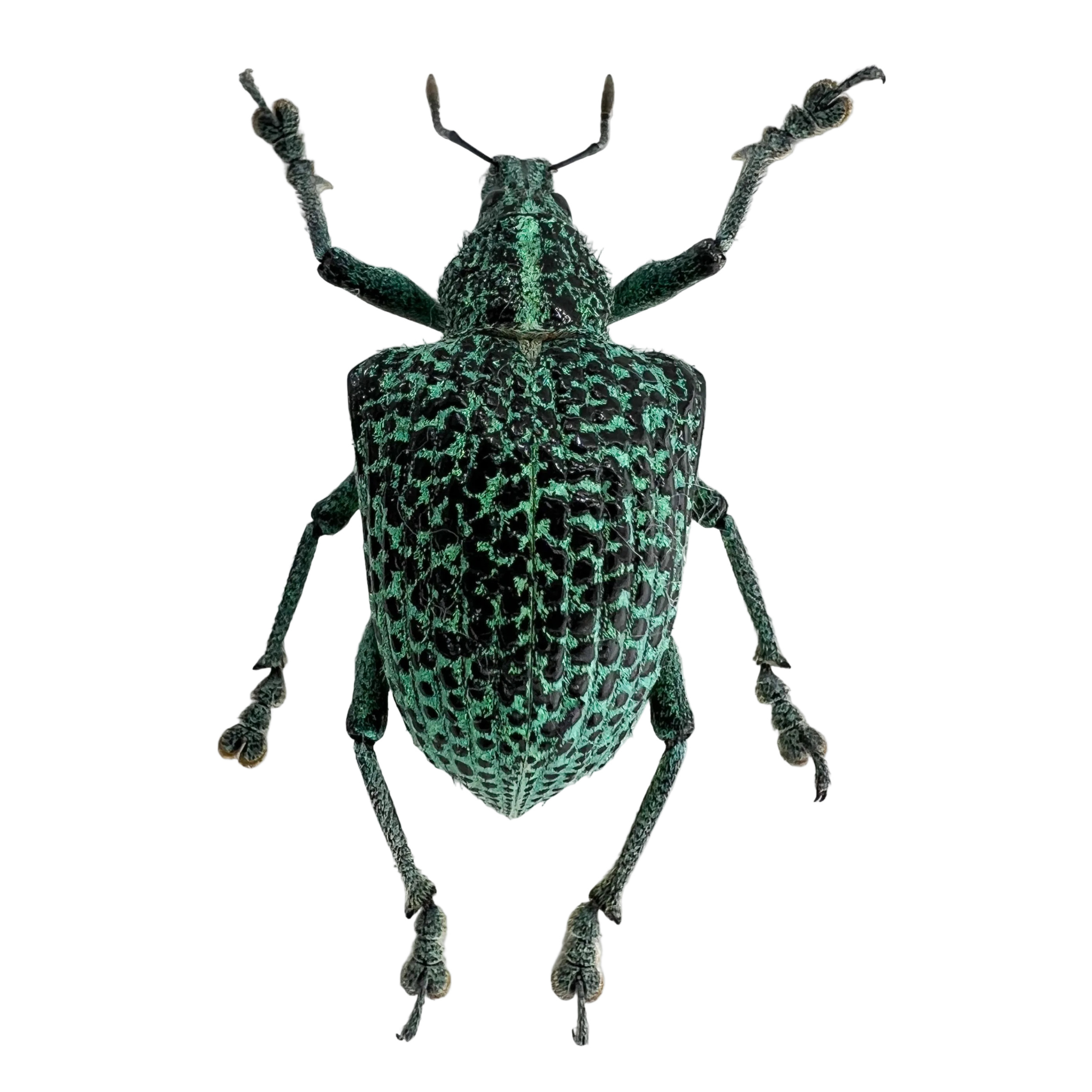 Entimus granulatus