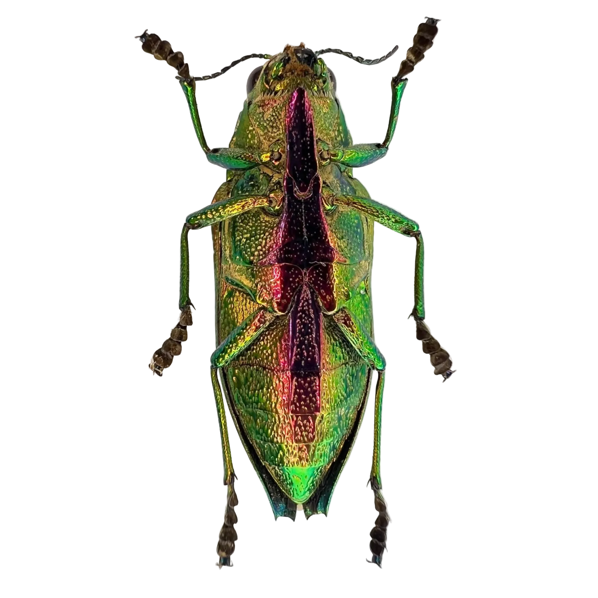 Psiloptera bicarinata 31mm