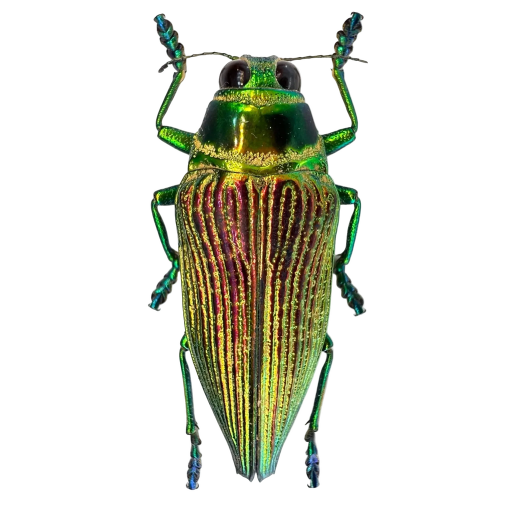 Psiloptera bicarinata green form 38mm